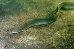 Anguilla_anguilla